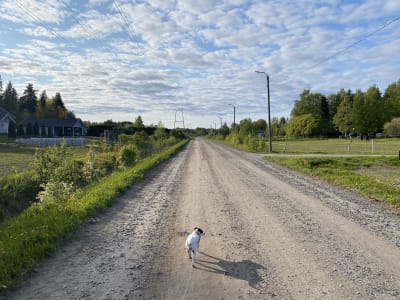 Hund går på grusväg under blå himmel