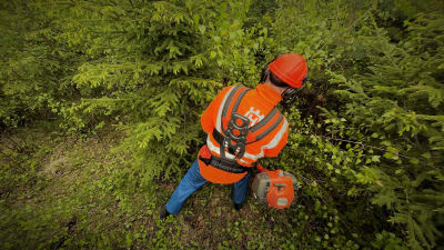 En man i orangefärgade kläder röjer i skogen med en röjsåg.
