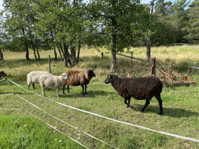 Får i en inhängnad.