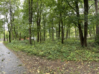 En asfalterad gång- och cykelväg vid en skogsplätt. Det är höst och löv på marken.