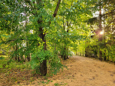 En park med löv- och barrträd och en promenadväg.