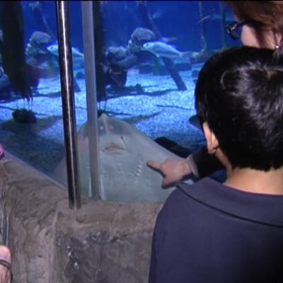 fascinerade besökare på akvariet Sealife i Helsingfors