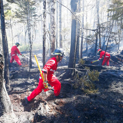 Tre brandmän jobbar i en skog där det brinner.