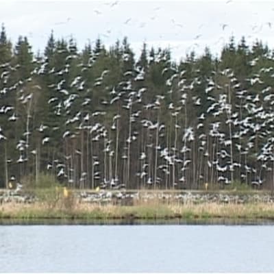 Skrattmåsar i Terjärv, Kronoby