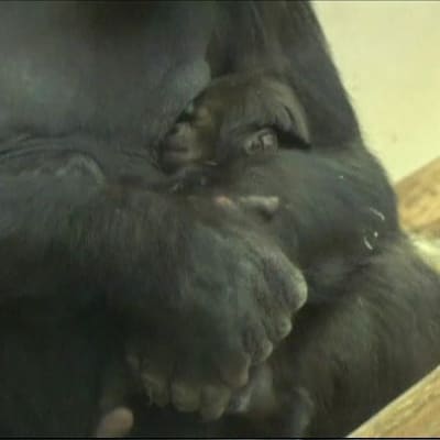 Gorillaemo Tinga pitää sylissään kolmen viikon ikäistä poikastaan.