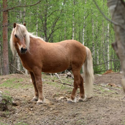 Islanninhevosen poni.