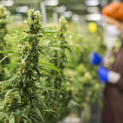 Cannabisplantor växer i ett växthus i Markham, Kanada. I bilden syns också en anställd vid bolaget Medreleaf som producerar medicinsk cannabis i Kanada.
