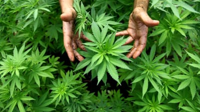Jordiga händer runt en cannabisplanta.