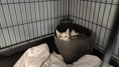 En katt sitter i en hattlåda. 