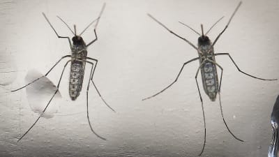 Aeges aegypti-myggan som sprider zikavirus