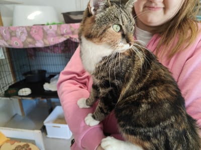 En katt
