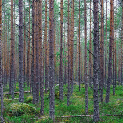 Suomalaista mäntymetsää.
