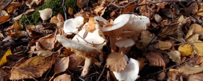 Vita svampar sticker upp bland höstlöv.