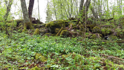 Vitsippsbacke i en skogsglänta med mossbelupna stenar i bakgrunden.