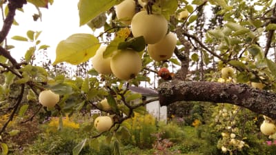 Äpplen i Kuppis koloniträdgård.