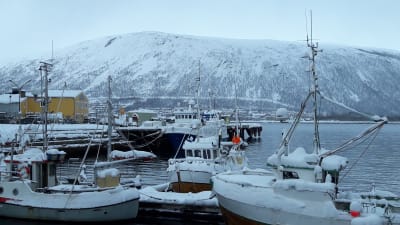 snöklädda fisskebåtar i vintrig vik, högt fjäll i bakgrunden