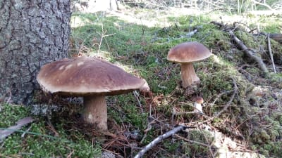 Tre Karljohansvampar i skogen.