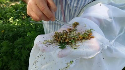 en hand med pincett peter i en hög med växter och insekter i en vit håv