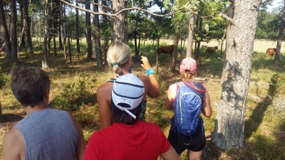 Fyra personer i löpkläder har stannat för att fotografera kor på stiplöpningsevenemanget "Vi drar till skogs" på Örö.