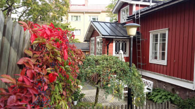 Ett rött trähus med vinrankor i Åbo, där arkitekten Charles Bassi bott.