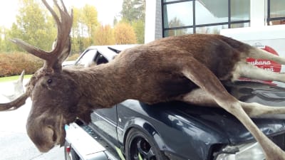 En älg med stora horn ligger påkörd av en bil på motorhuven.
