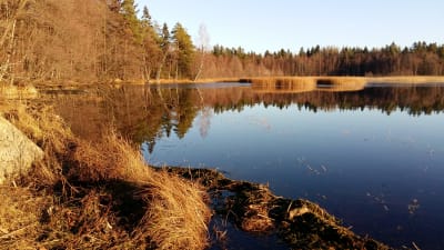 Träd speglas i Littois träsk vatten en solig höstdag.