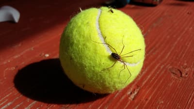 En gul tennisboll där en harkrank håller i sig.