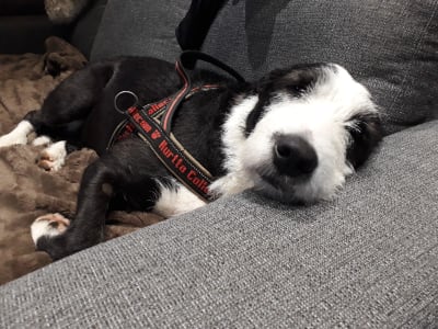 En svartvit hundr ligger på en soffa med nosen mot kameran.