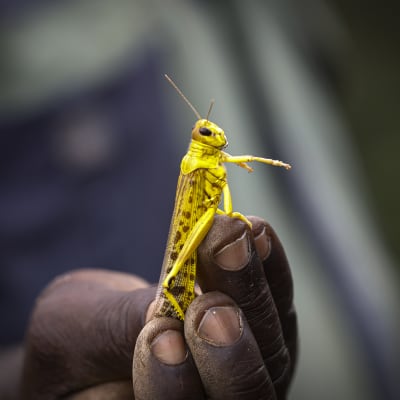 En hand som håller i en granngul ökengräshoppa