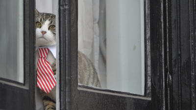 Julian Assanges katt tittar ut genom fönstret på Ecuadors ambassad