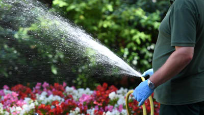 Trädgårdsmästare vattnar blommor på Downing Street