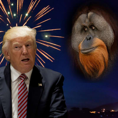 Ett bildmontage med Donald Trump, en igelkott och en orangutang.