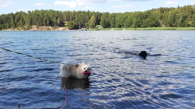 En vit hund står vid en simstrand i vattnet ända till magen.