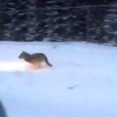 Suden näköinen eläin hyppii umpihangessa
