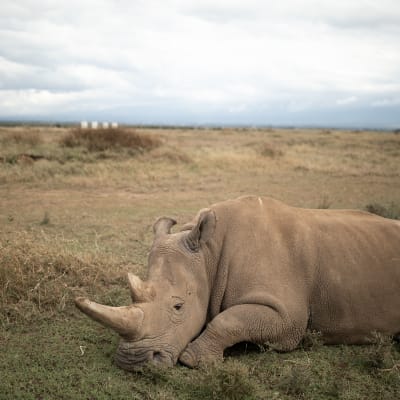 Utrotningshotad noshörning som ligger på en savann i Kenya.