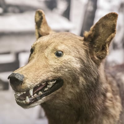 Rajavartiolaitoksen ensimmäinen koira 20-luvulta täytettynä rajamuseossa.