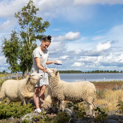 Tyttö syöttää lampaita Perämeren kansallispuiston Selkä-Sarven saaressa