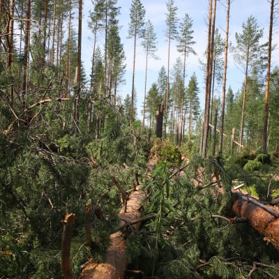 Myrskussä kaatuneita puita. 