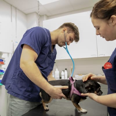 Eläinlääkäri Ilmari Kesti tutkimassa chihuahua Topoa.