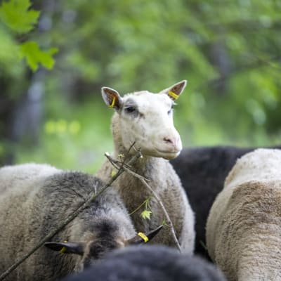 lammaslaumassa yksi lammas on nostanut päänsä