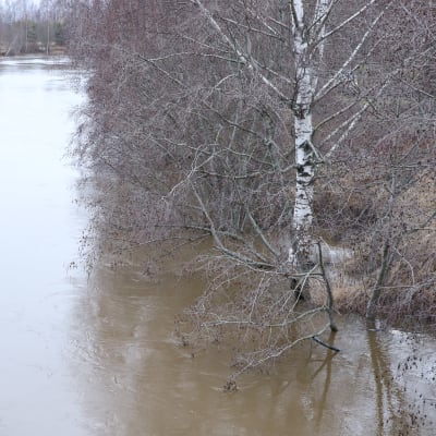 Vesi on korkealla Kokemäenjoessa.