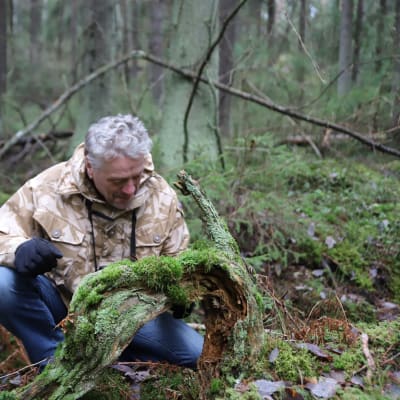 Ari Karhilahti tutkii sammalkasvustoa kaatuneessa puussa  Mälikkälän metsässä.