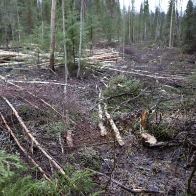 hakattua metsää ja risupeittoa