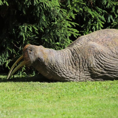 En valross ligger på en gräsmatt och vilar huvudet på huggtänderna. I bakgrunden syns grankvistar i en granhäck.