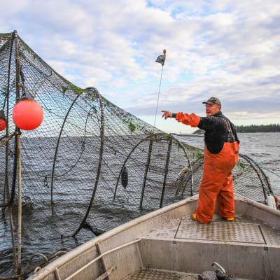 Fiskaren Mikael Lindholm håvar in fångsten i en ryssja.