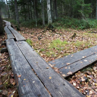 Pitkospuut luontopolulla