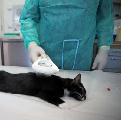 Eläinlääkäri skannaa sirua rauhoitetulta kissalta.
