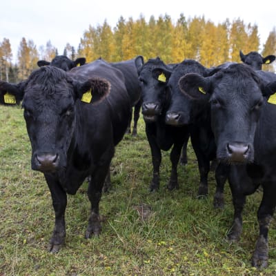 Nautakarjaa pellolla.