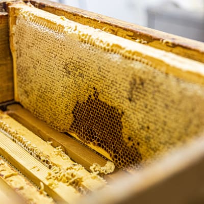 Mehiläispesän hunajakenno.