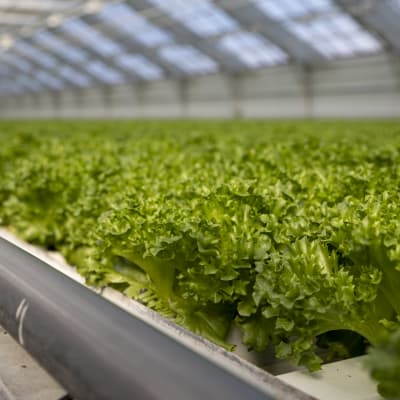 Suuressa kasvihuoneessa kasvaa paljon salaattia